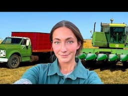 Harvesting Elderly Neighbor's Corn For Free