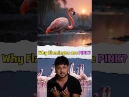 Why🤔 Flamingos 🦩🦩 are Pink ?🩷😧