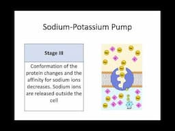 AH Biology 1.3b Ion Transport Pumps & Generation of Ion Gradients