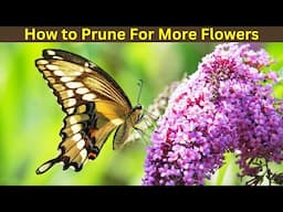 Pruning Butterfly Bushes to Get More Flowers and Butterflies