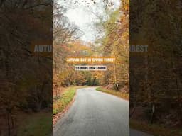 One hour from London | Autumn day in 📍 Epping Forest #autumnwalk