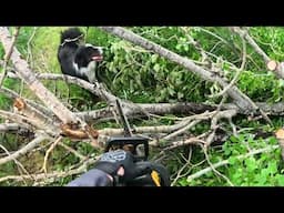 MX trail clearing with a Chainsaw ASMR