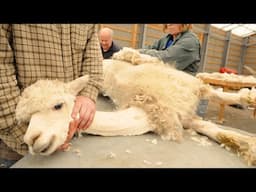 Alpacas In American Farming - Alpaca Shearing And Wool Processing