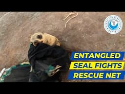 Entangled Seal Fights Rescue Net