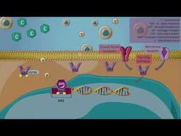 Androgen synthesis blockade - Abiraterone