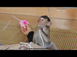 Adorable baby monkey Nahu plays alone while his mother is sleeping