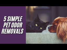 5 Easy Ways To Get Rid Of Dog Odor & Pet Smells In A House