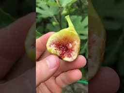 Rome Unk - Checks All Boxes #fig #figtree #figboss #gardeningtips #fruittrees