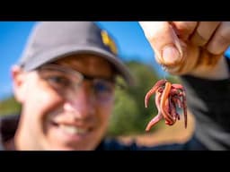 The MEDUSA Rig! | CARP Fishing With WORMS!