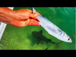 Best Top 10 Fish Feeding - fish pond fish feeding