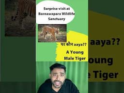 Barnawapara's Lone Tiger: A 40-Year Wait Ends with a Roar 🐅 #civilserviceexampreparation #upsc