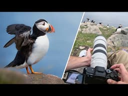 A Wildlife Photographer’s Dream Trip: Capturing Puffins in Newfoundland