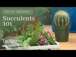 Growing Succulents 101