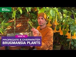 How to grow Brugmansia : A guide to cuttings & winter protection