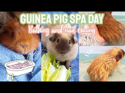 Guinea pig Spa Day! - Bathing and Nail Cutting 🐹🛁🌿