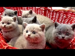 TOO CUTE BRITISH BLUE AND LILAC KITTENS