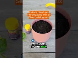 Propagating 101| Mitre 10 Easy As  #diy #indoorplants #garden