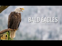 Amazing Bald Eagle Videos from Coeur d'Alene, Idaho