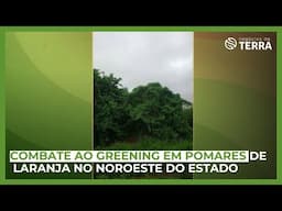 Combate ao greening em pomares de laranja no Noroeste do Paraná - (16/11/2024) - Negócios da Terra