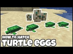 How To HATCH TURTLE EGGS In MINECRAFT