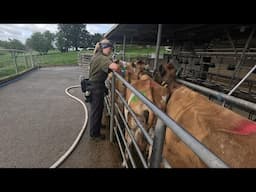 Scanning Anestrous Cows For Better Repro Results & I Need To Get My Maize Planted!