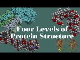 What are the four levels of Protein Structure | SIMPLE Explanation