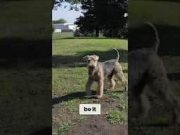 Why Airedales Make the Best Family Companions!