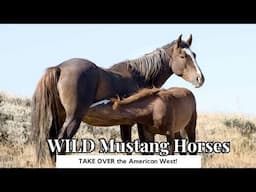 WILD Mustang Horses TAKE OVER the American West!