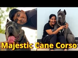 The Gentle Giant of the Dog World  || நாய் வளர்ப்பவர்கள் முக்கியமாக பின்பற்ற வேண்டிய விதிமுறைகள்