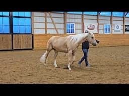 Training Tip with Luke Gingerich Horsemanship