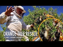 Rescuing Bees from an Orange Tree & Creating Honeycomb Jars | The Bush Bee Man