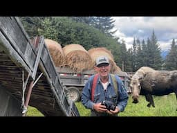 Moose Proofing Alaskan Hay Barn || For Winters Hay