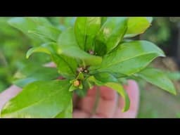 8 year old Eversweet Pomegranate flowering zone 7b nc