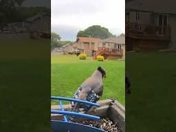 Bluejays spreading its wings. #birds #birdfeeder #bluebirds