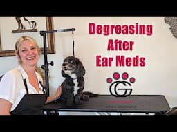 Groomers' trick to gently degrease ears after medications – with Silaf!