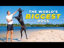 All about GREAT DANES | Everything you need to know before getting one