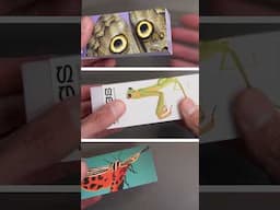 Insect flipbooks!