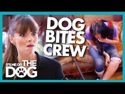 Dog with Over 100 Bites Attacks Crew Member whilst Filming! | It's Me or The Dog