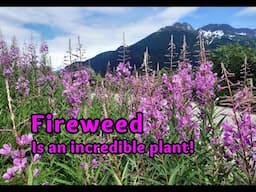 Fireweed: Food and for your Health