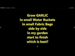 Grow Garlic in small Water Buckets & small Fabric Bags side by side in my garden. Which is best.