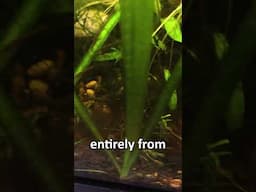 Jungle Val - An EASY, NO SOIL Aquarium Plant! (can grow w/root tabs)