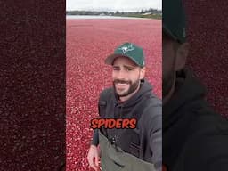 Are there Spiders in the Cranberries?? #agriculture