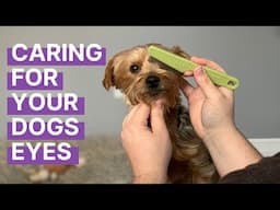 Caring for Your Dog's Eyes