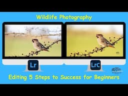 Wildlife Photo Editing & the 5 Steps to success for beginners to improve their wildlife images.