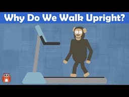 Why Do We Walk Upright? The Evolution Of Bipedalism