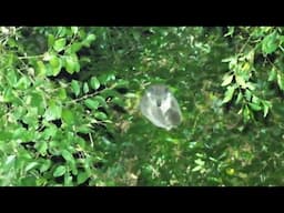 Thermal drone captures cuddling Koala and joey!