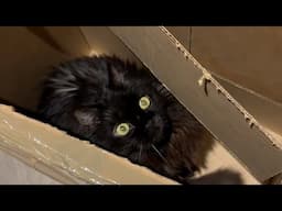 The Box Whisperer