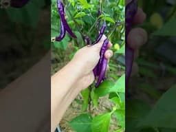 Purple peppers