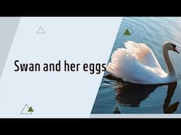 Switzerland| Beautiful swan and her eggs| Spring time