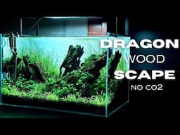 AQUASCAPING TUTORIAL USING DRAGON WOOD | NO CO2 AQUASCAPE